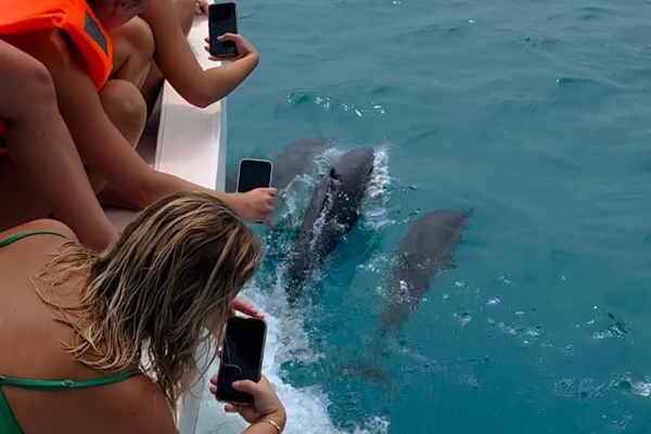 Dolphin Watching